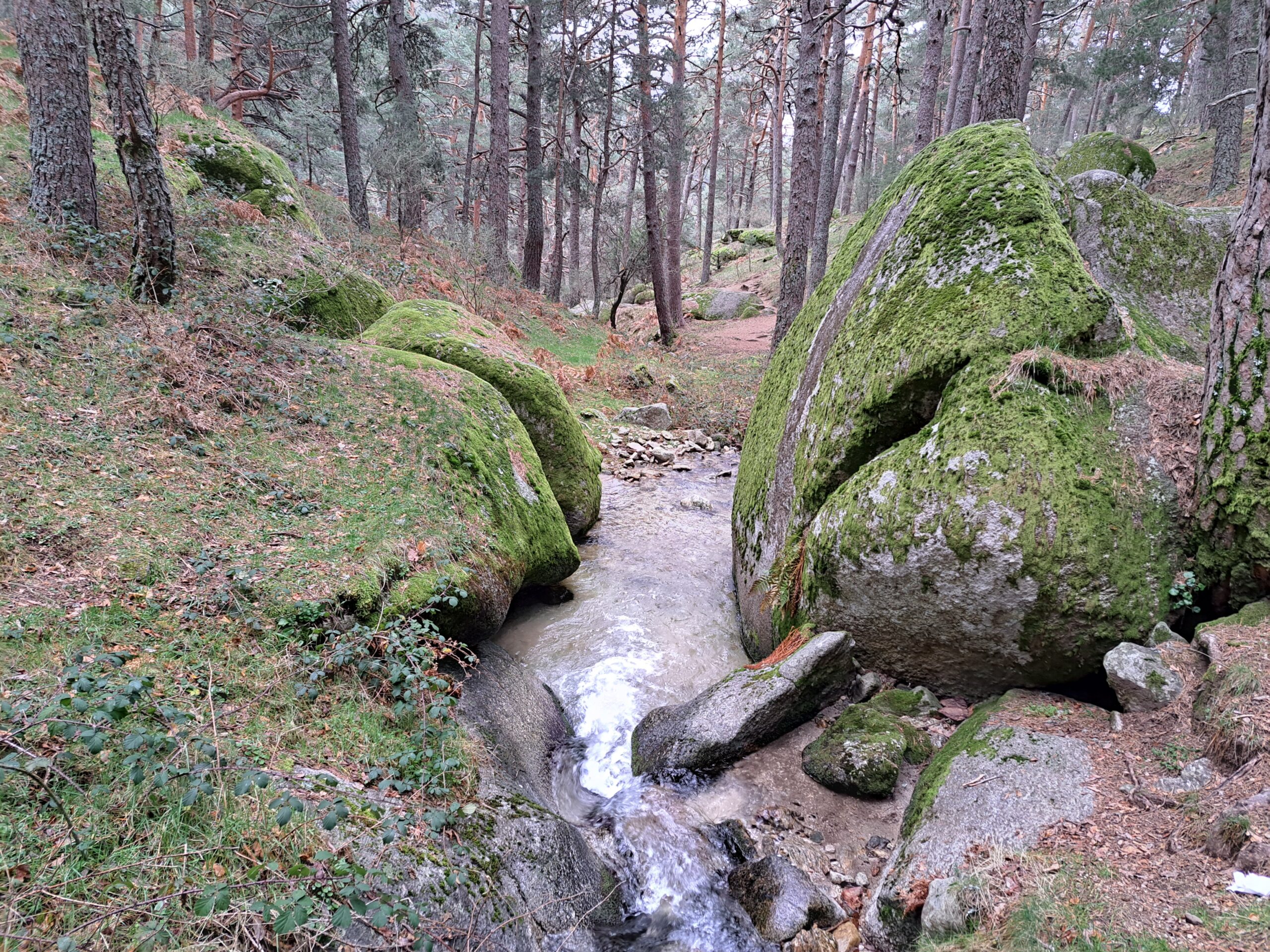 Puerto de Canencia. Ascensión al Cerro de la Genciana y la Perdiguera.