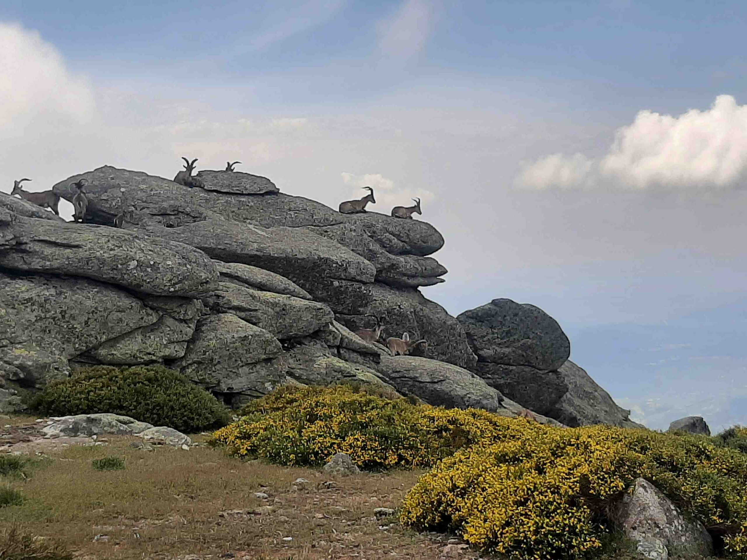 Salida a la Sierra de Gredos (Ávila).