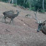 Salida al Parque Natural de Cazorla, Segura y Las Villas (Jaén)