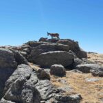 Excursionismo: Salida al Puerto de Navacerrada y comida de fin de año.