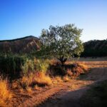 Ascensión al Pico del Águila - Guadalajara ( 965 m)