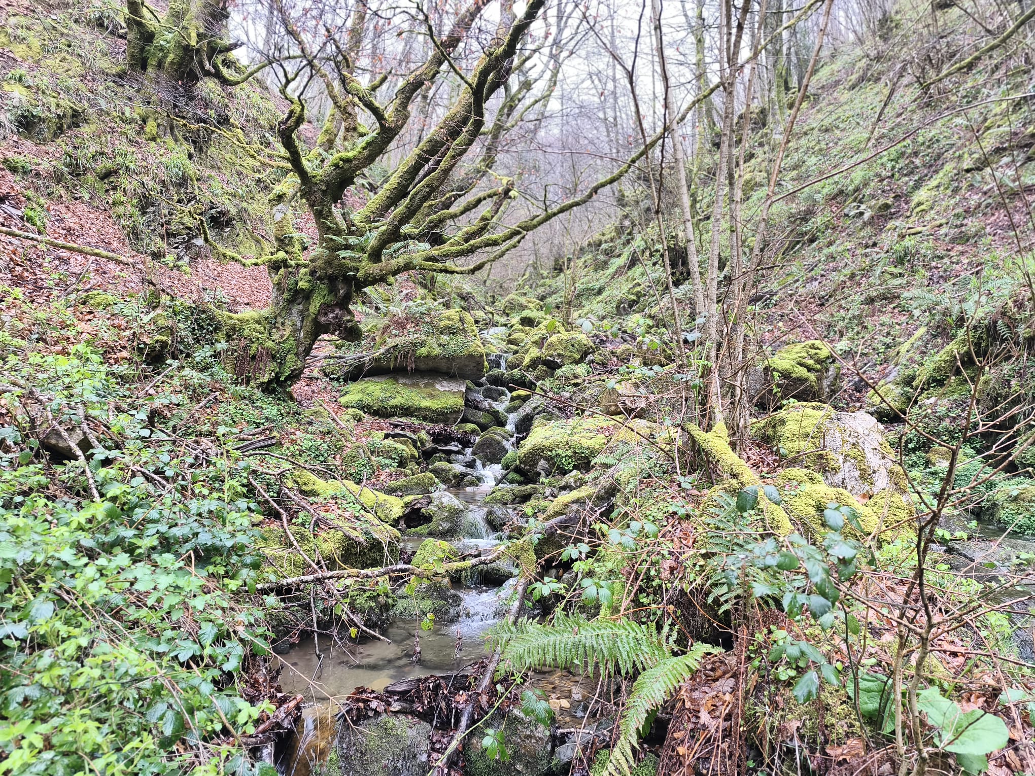 Excursionismo: Salida al Parque Natural de Redes (Asturias).